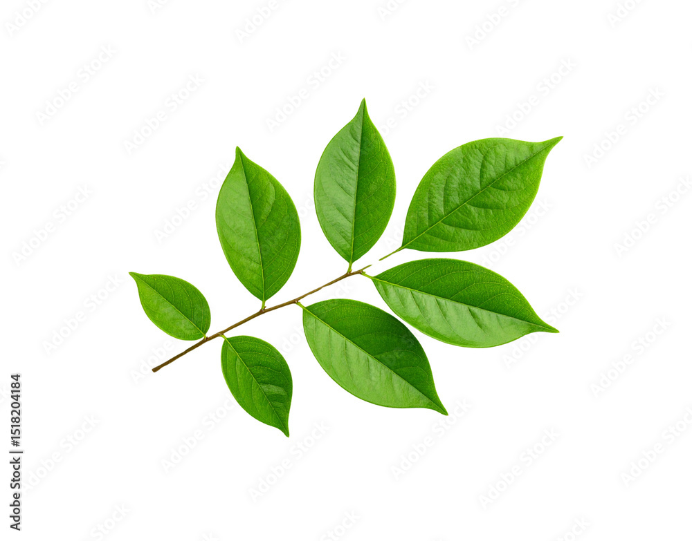 Vibrant green leaves arranged on a delicate brown stem showcasing natural patterns Vibrant green leaves arranged on a delicate brown stem showcasing natural patterns