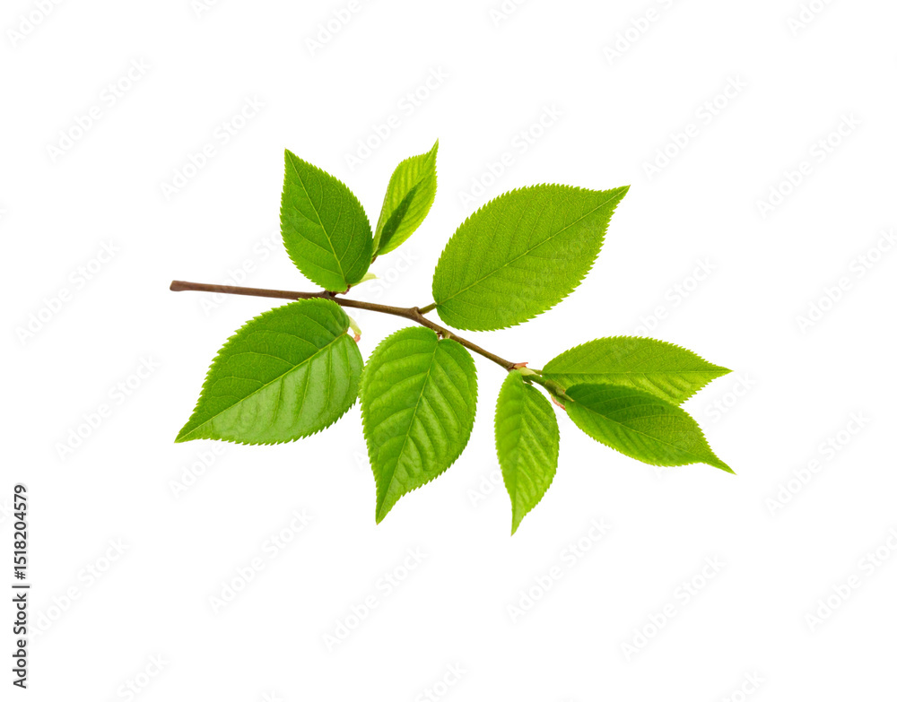 Vibrant Green Leaves Sprouting on a Slender Brown Branch in Springtime Vibrant Green Leaves Sprouting on a Slender Brown Branch in Springtime