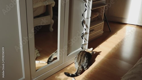 The kitten plays with a hanging toy, tumbling.