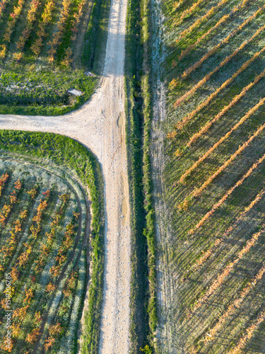 Vineyard aerial pattern in La Rioja Spain showing geometric rows of vines and rural landscapes during autumn
