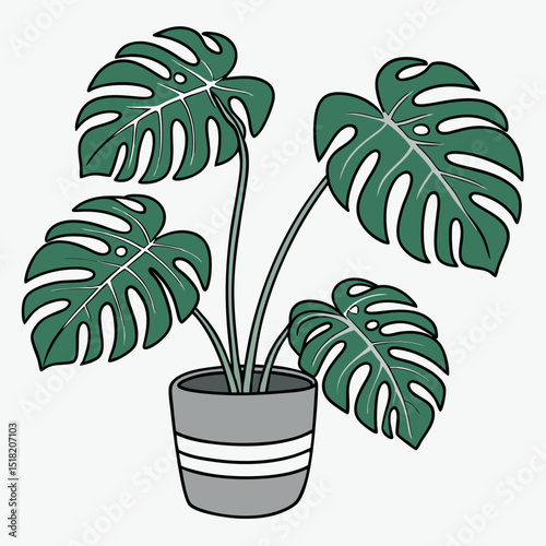 Monstera plant care guide for home gardeners