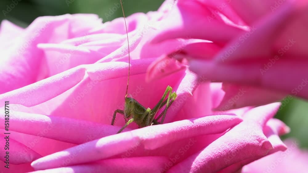 A small green grasshopper hides from the heat in delicate rose petals; a small insect with wings prevents him from resting.