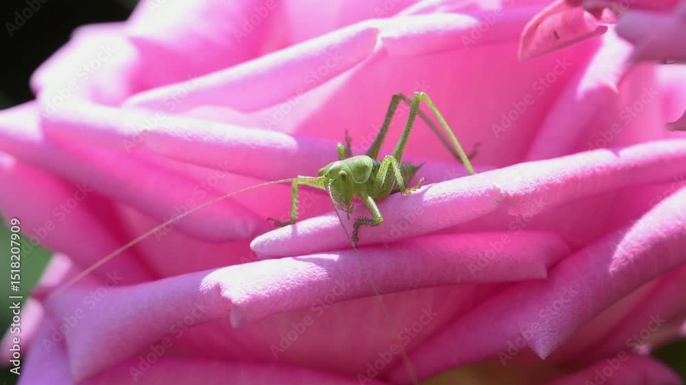 A small green grasshopper hides from the heat in delicate rose petals. Tettigonia cantans. Insects. Close-up.