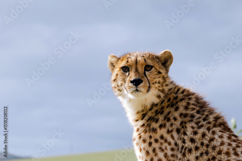 cheetah close-up portrait, head shot