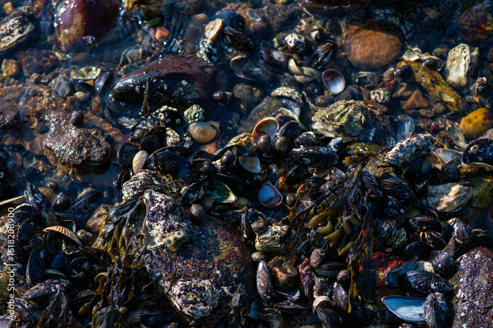Dense Cluster of Mussels and Clams Along the Coastline Dense Cluster of Mussels and Clams Along the Coastline