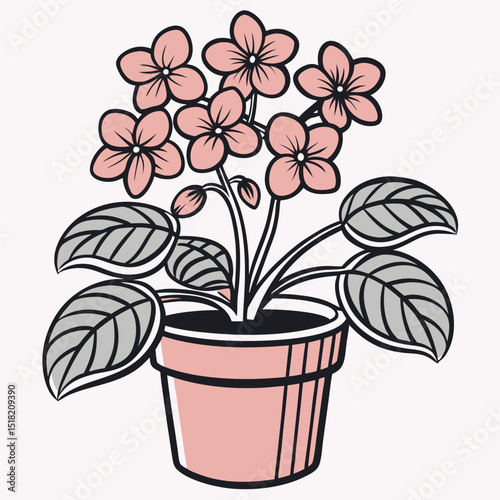 Pot of blooming indoor violet with grey leaves