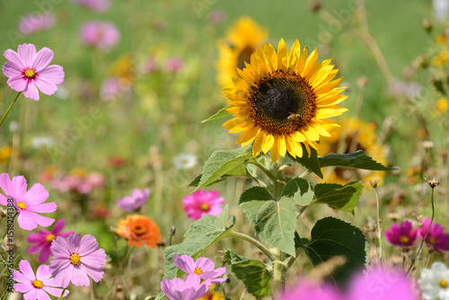 Garten 1496