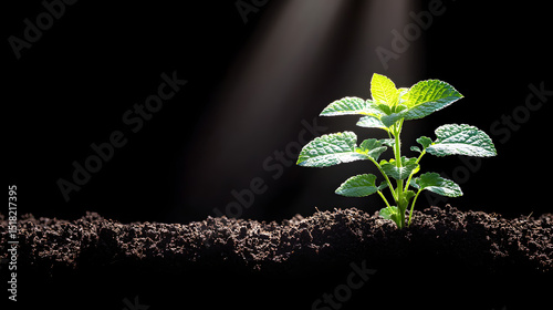 Seedling growth in dark soil with sunlight shining on plant for new life and spring season concept