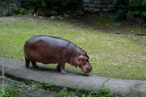 Hippopotamus at Khao Kheow Open
Zoo, Thailand . The hippopotamus, or common
hippopotamus, is a large, mostly herbivorous, semiaquatic mammal and ungulate native to sub-Saharan Africa.