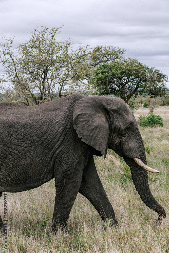 Fototapeta premium Elephant in savannah