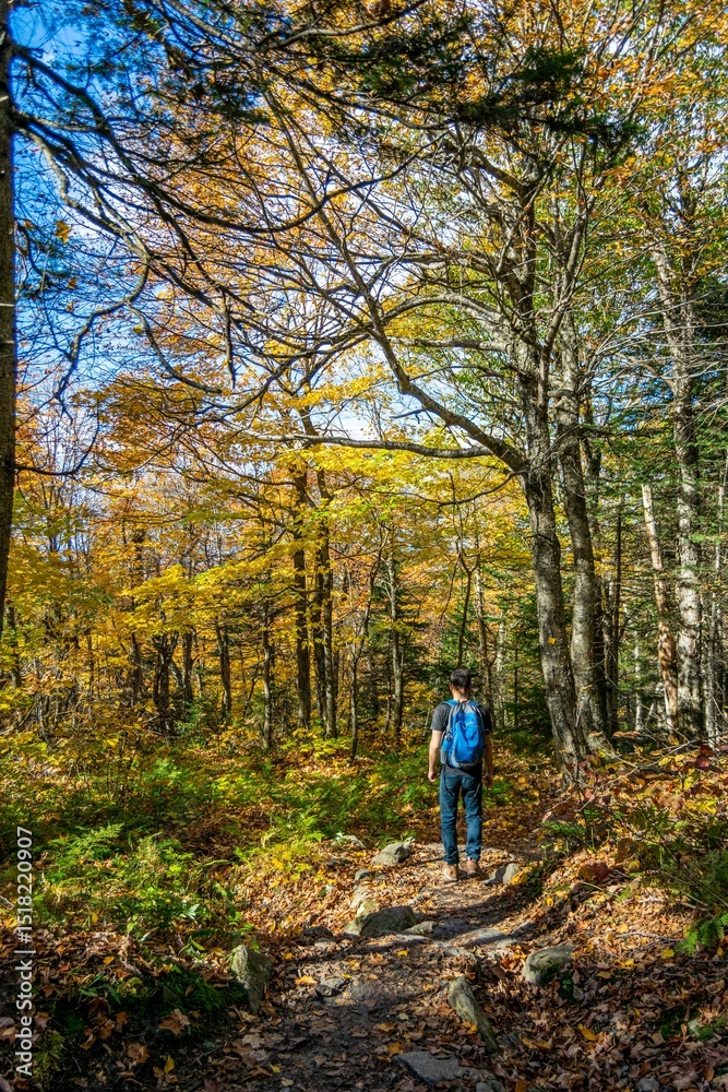 Obraz premium walk in the forest