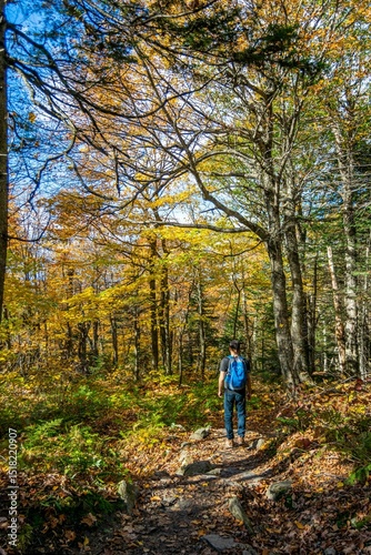 walk in the forest