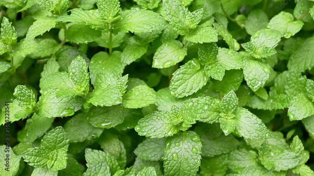 mint leaves background mint leaves background
