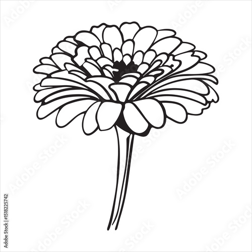 Zinnia Bloom Explosion – Vibrant Garden Flower in Full Color