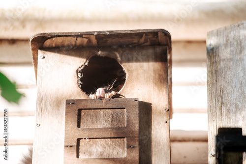 Brush tailed possum nose sticking out of nesting box on side of house photo
