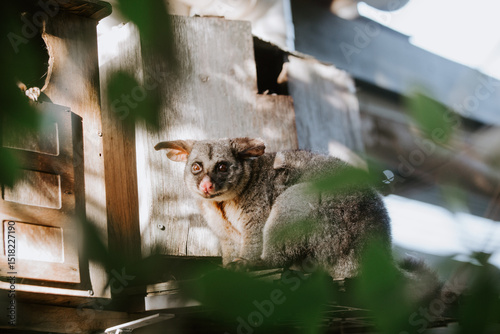 Brush tailed possum standing on a beam outside house. photo