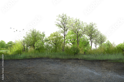 road in the forest/Green grass growing naturally in an open field, representing the beauty of untouched nature. photo