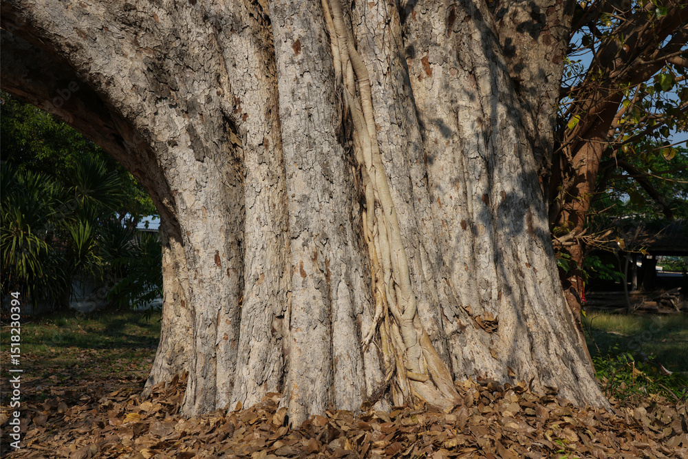 Fototapeta premium big tree in the forest