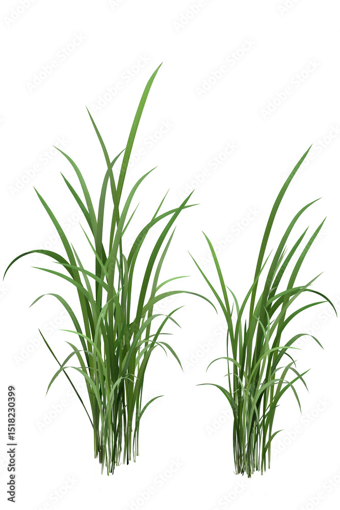 fresh green dill/The green grass stands alone in nature, fresh and vibrant. fresh green dill/The green grass stands alone in nature, fresh and vibrant.