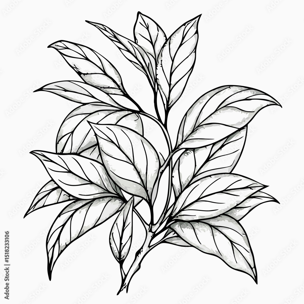 Fototapeta premium Line Art Drawing of Tea Leaves Branch