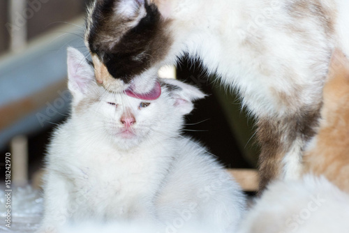 Mamá gato acicalando a su hijo