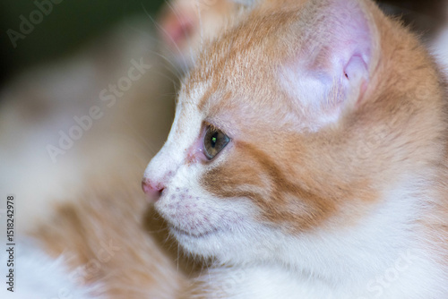 Un dulce gato de perfil