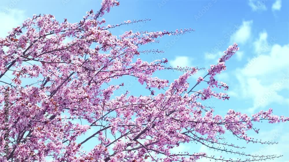 Bright pink flowers on a branch. A tree blooming in spring with beautiful inflorescences. Eastern redbud during flowering.