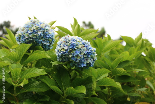 Flores photo