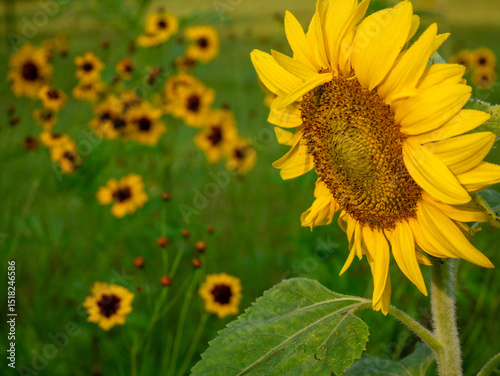 sunflower in a field of wildflowers