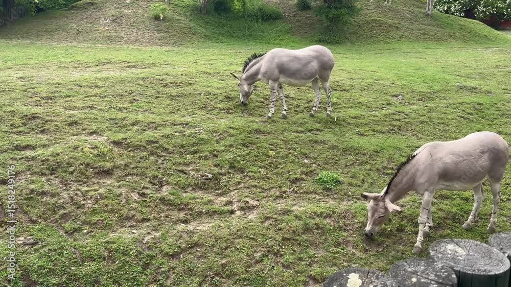 Gray donkeys grazing on green grass Gray donkeys grazing on green grass