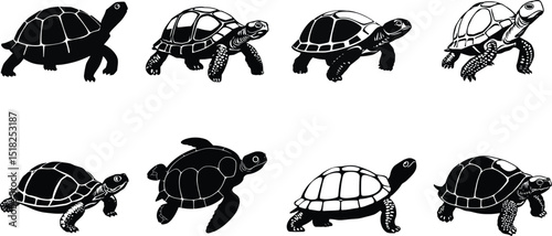 Set of Turtle and Tortoise Silhouettes - Vector Reptile Illustrations in Black and White