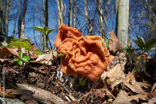 Discina fastigiata