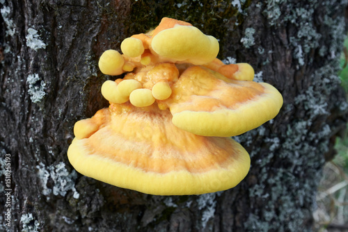 Laetiporus sulphureus