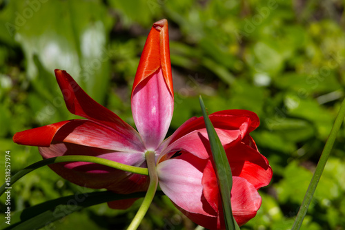 A strongly opened red tulip bud