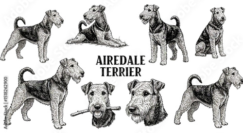 Various Illustrations of an Airedale Terrier
