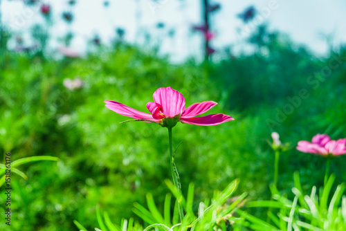 Beautiful cosmos flowers in garden,spring season with pink cosmos flowers blooming in park,picture for background concept.