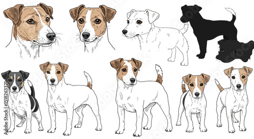 Collection of Jack Russell Terrier Dog Breed Illustrations