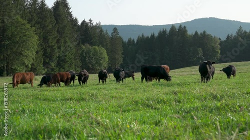Herd of Angus cattle grazing on a summer pasture in front of a forested mountain landscape