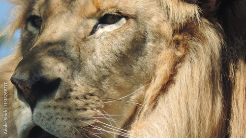 Lion le Roi