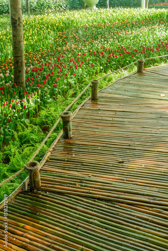 Colorful Tulips field in winter or spring,field of tulips in full bloom with various colors like pink, purple, yellow in the garden and pathway,tulip designs card.