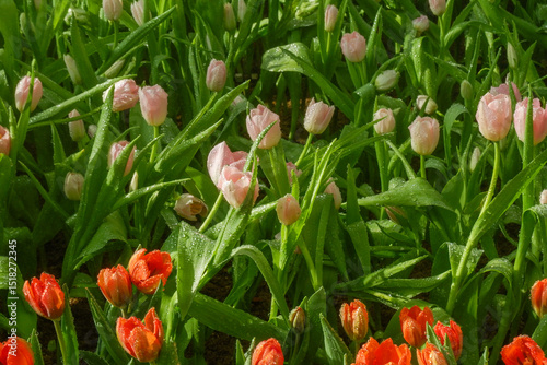 Colorful Tulips field in winter or spring,field of tulips in full bloom with various colors like pink, purple, yellow in the garden and pathway,tulip designs card.