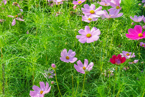 Field of Pink cosmos flowers blooming in garden,wild pink cosmos flowers in spring day,autumn season.