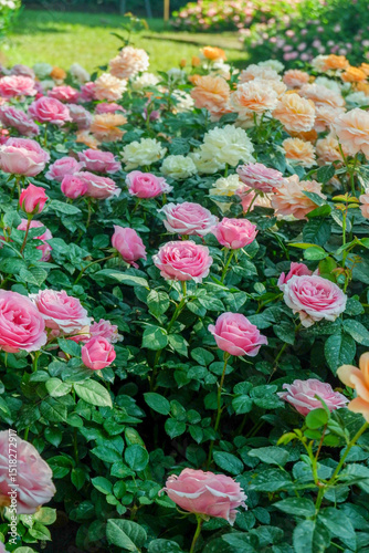 Multicolored rose in flower garden,Сolorful roses in rose garden,English roses of different colors in english garden.