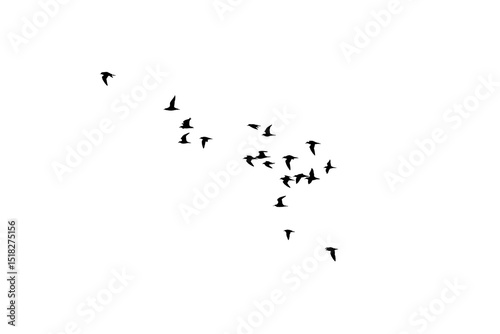 png herd of birds fly on clear backgroung