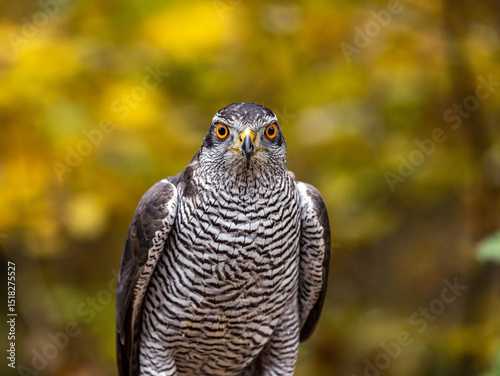 Der Falke