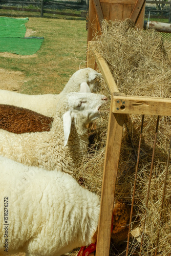 Funny sheep in farm,Portrait of sheep,countryside. Sunny day in Autumn,White sheep,standing on the grass.