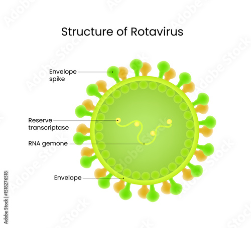 Detailed Diagram of Structure Rotavirus