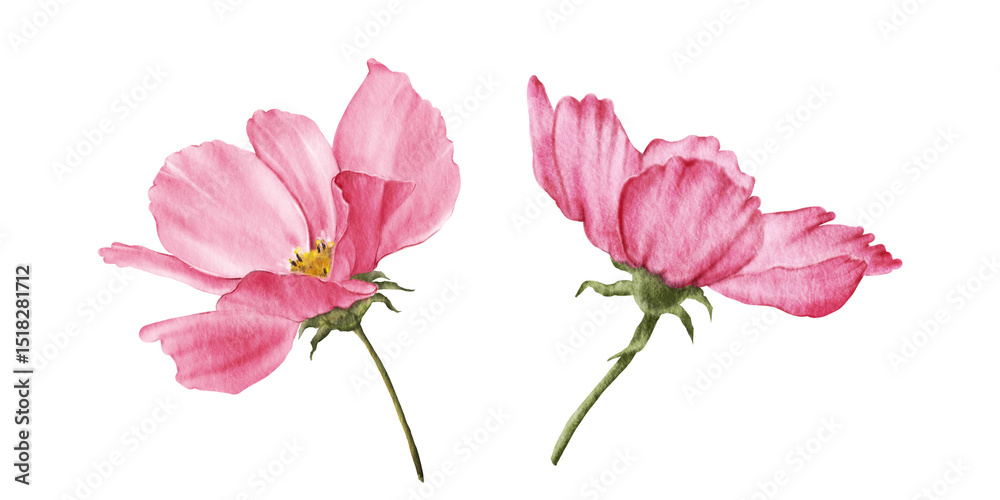 Fototapeta premium Set of pink cosmea flowers. Watercolor illustrations of cosmos flowers isolated on white
