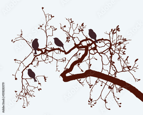 Silhouettes sparrow birds on tree branch in spring, vector illustration