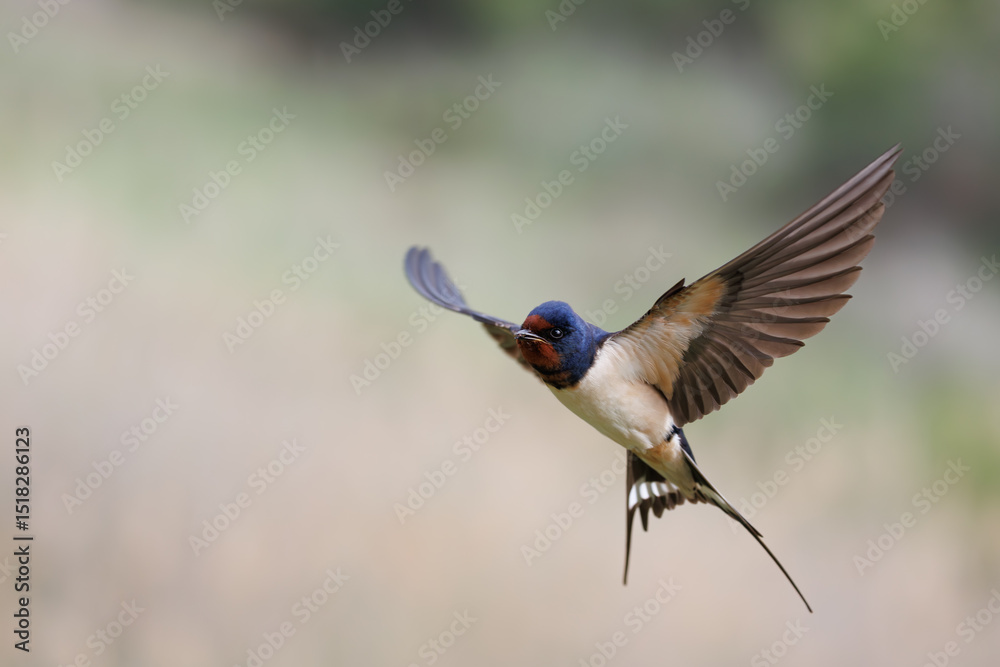 Fototapeta premium Barn swallow ( Hirundo rustica) portrait in Spain